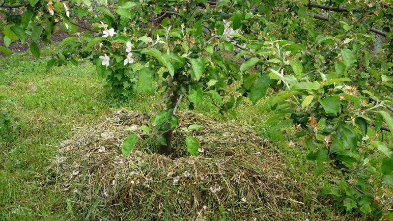 Est-il possible de mettre des têtes de pommes de terre dans un tas de compost et comment l'appliquer autrement sur le site