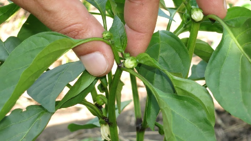 Dois-je pincer les poivrons: arguments pour et contre, instructions étape par étape pour retirer les beaux-enfants et conseils utiles