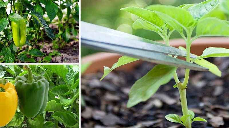 Dois-je pincer les poivrons: arguments pour et contre, instructions étape par étape pour retirer les beaux-enfants et conseils utiles