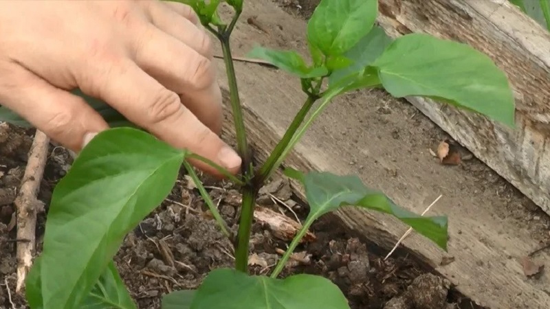 Dois-je pincer les poivrons: arguments pour et contre, instructions étape par étape pour retirer les beaux-enfants et conseils utiles