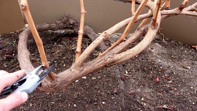 Quand et comment tailler correctement les raisins à l'automne et en prendre soin après la procédure