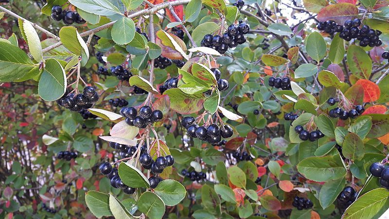 Instructions pour la taille de l'aronia à l'automne pour les jardiniers débutants