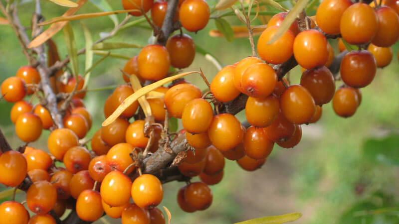 Guide étape par étape de la taille de l'argousier à l'automne