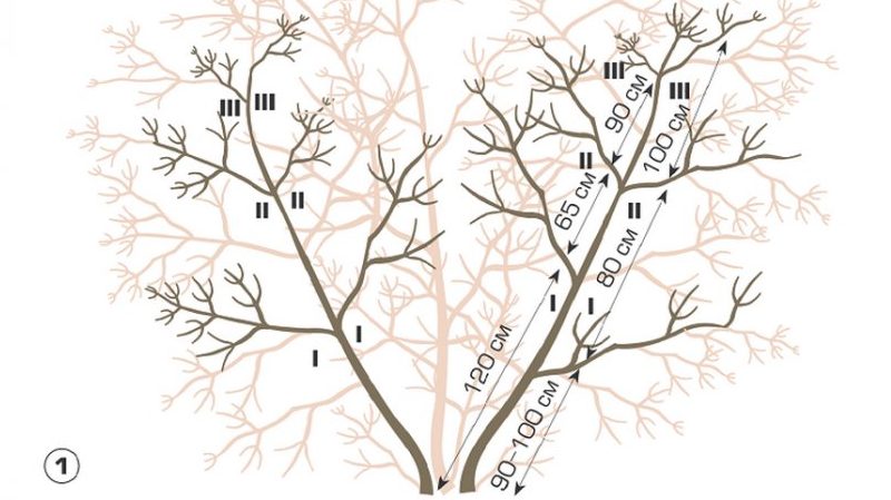 Comment tailler correctement le viburnum en automne (normal et décoratif)
