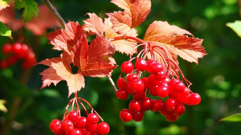 Comment tailler correctement le viburnum en automne (normal et décoratif)