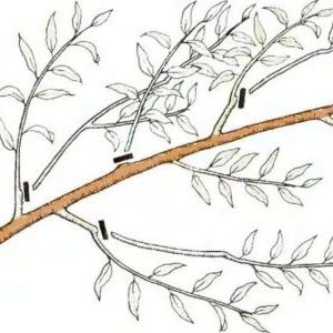 Comment tailler correctement une pêche à l'automne et à quoi ça sert