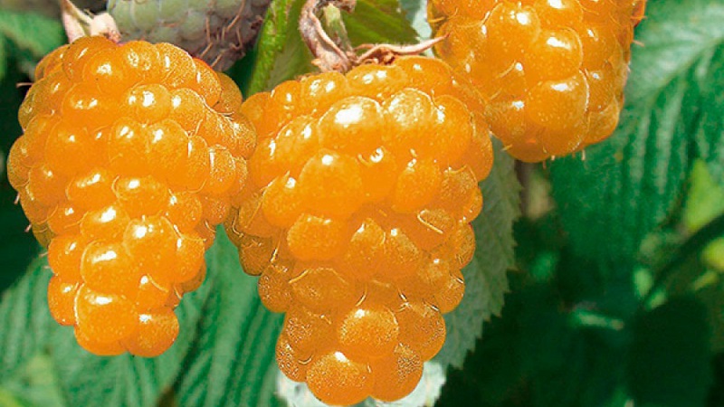 Examen de la variété de framboises Golden Autumn