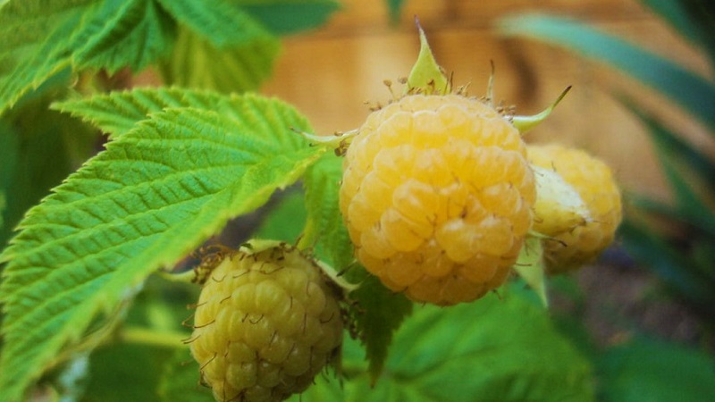 Examen de la variété de framboises Golden Autumn