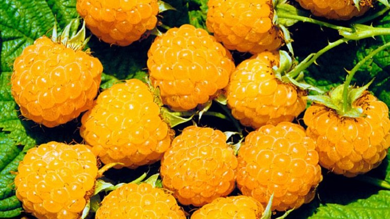 Examen de la variété de framboises Golden Autumn