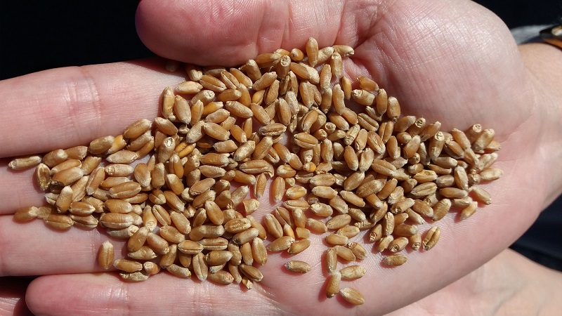 Examen des variétés de blé d'hiver Alekseevich: caractéristiques et description