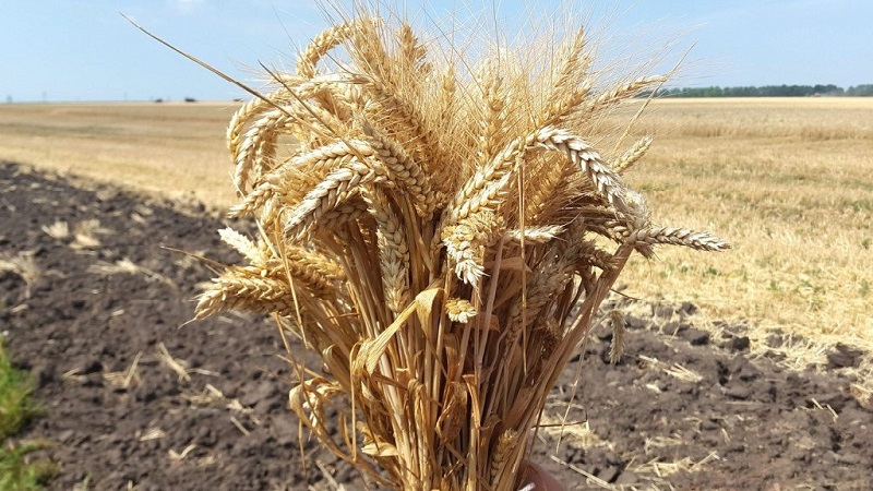 Examen des variétés de blé d'hiver Alekseevich: caractéristiques et description