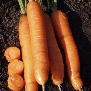 Caractéristiques des carottes rouges sans noyau