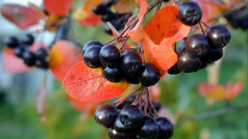 Instructions pour la taille de l'aronia à l'automne pour les jardiniers débutants