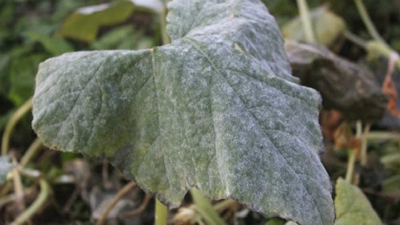 Pourquoi une fleur blanche apparaît-elle sur les concombres dans une serre et comment y faire face