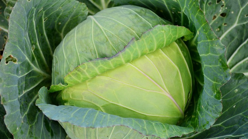 Une sélection des meilleures variétés de choux pour le stockage hivernal et des recommandations pour sa culture