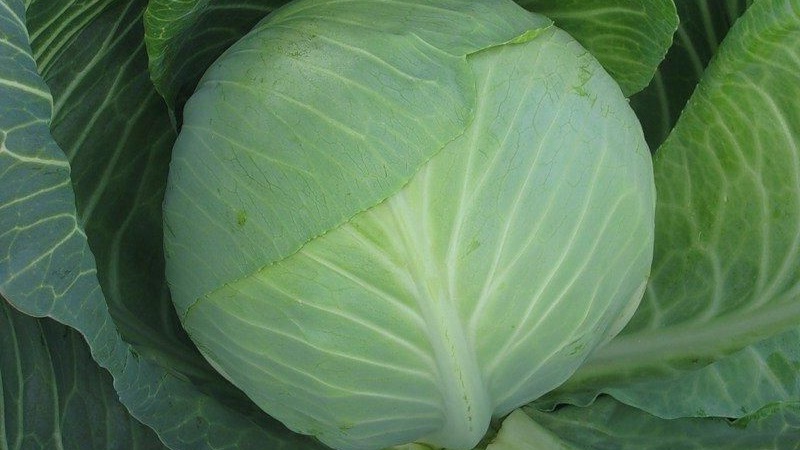 Une sélection des meilleures variétés de choux pour le stockage hivernal et des recommandations pour sa culture