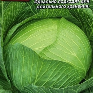 Une sélection des meilleures variétés de choux pour le stockage hivernal et des recommandations pour sa culture