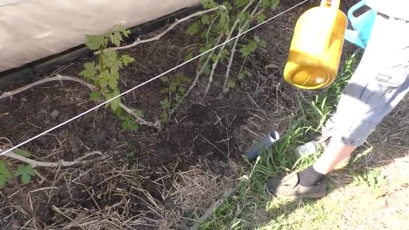 Comment et quoi nourrir correctement les raisins en automne