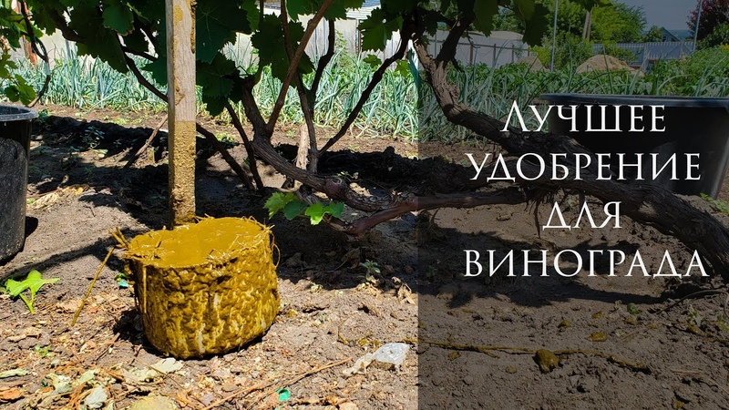 Comment et quoi nourrir correctement les raisins en automne