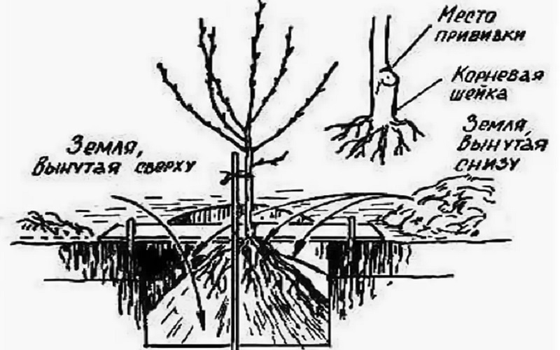 Instructions étape par étape pour planter une pêche à l'automne par des jardiniers expérimentés