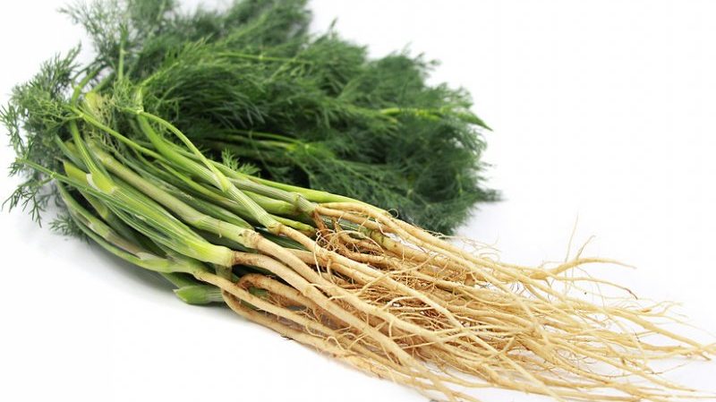 Propriétés utiles de la racine d'aneth et son usage médicinal