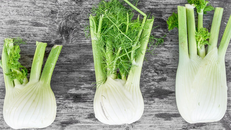 Propriétés utiles de la racine d'aneth et son usage médicinal