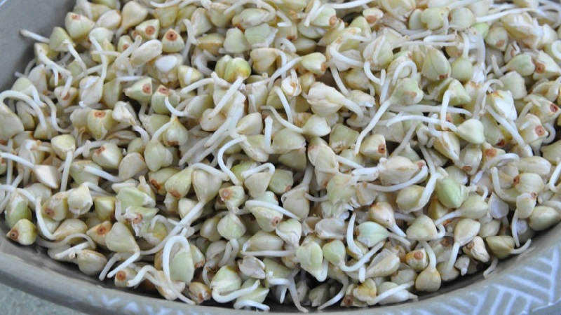 Les avantages et les inconvénients du sarrasin germé vert