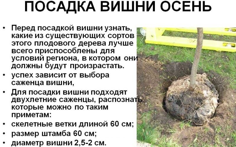 Comment bien planter des cerises en automne: instructions pour un jardinier novice