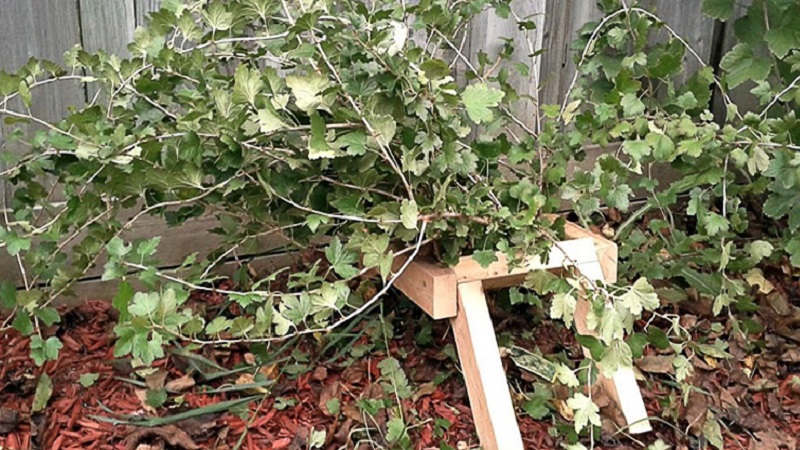 Instructions étape par étape pour prendre soin des groseilles à maquereau en automne et se préparer pour l'hiver