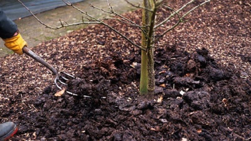 Règles d'alimentation des cerises à l'automne et sélection des meilleurs engrais à ces fins