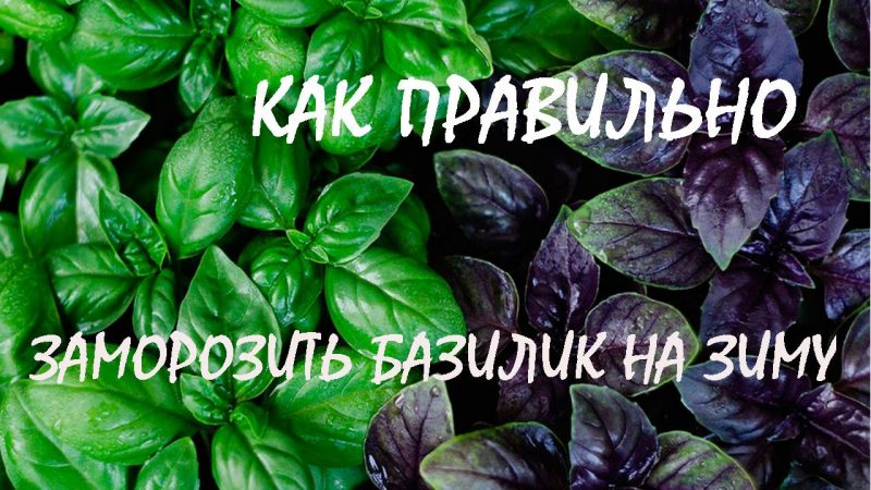 Comment bien congeler le basilic pour l'hiver: une sélection des meilleures façons