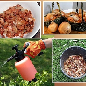 L'utilisation de pelures d'oignon pour le jardin et le potager