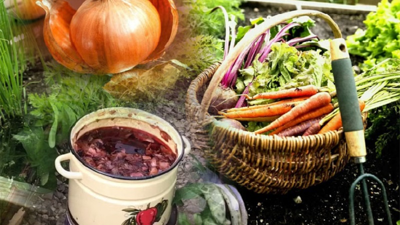 L'utilisation de pelures d'oignon pour le jardin et le potager