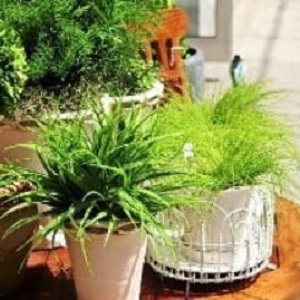 L'utilisation de pelures d'oignon pour le jardin et le potager