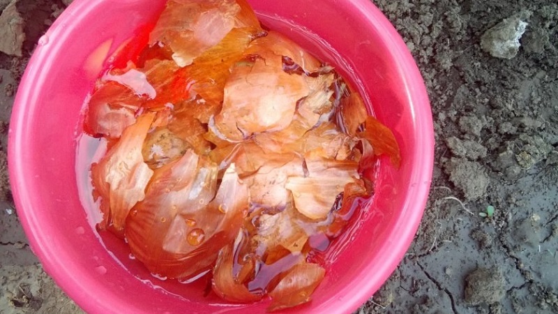 L'utilisation de pelures d'oignon pour le jardin et le potager