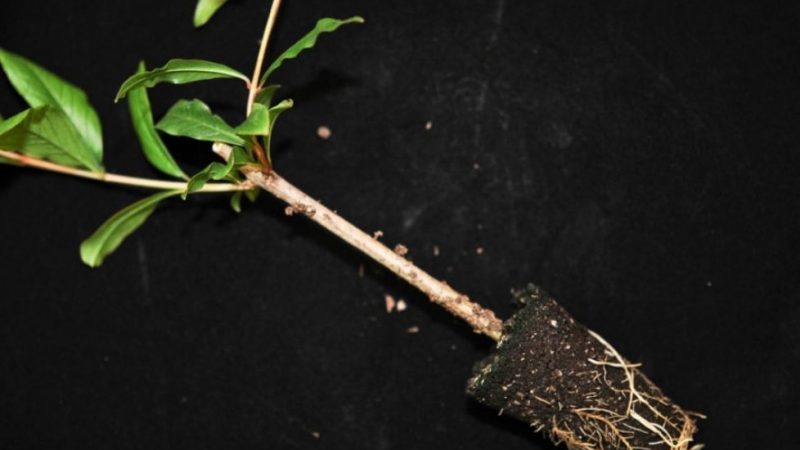 Guide étape par étape pour propager des boutures de grenade à la maison