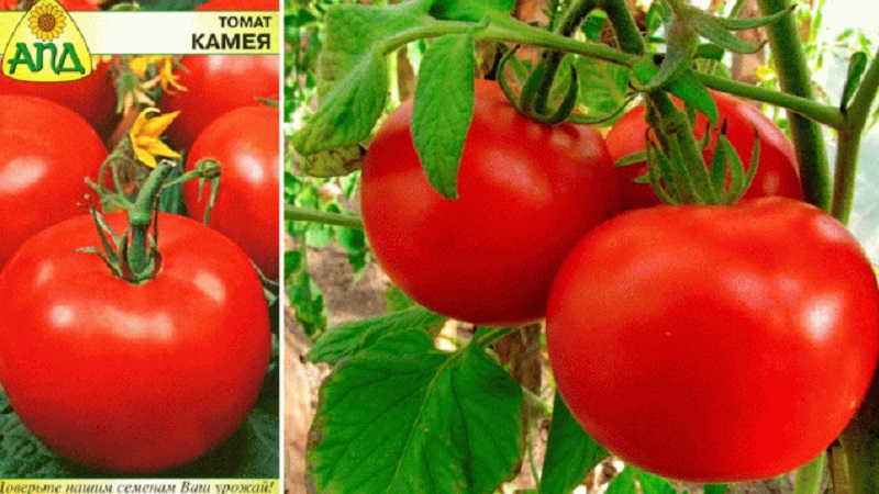 Variétés de variétés et hybrides de tomates et leurs caractéristiques
