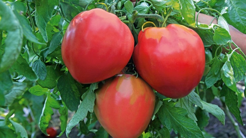 Variétés de variétés et hybrides de tomates et leurs caractéristiques