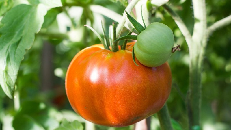 Variétés de variétés et hybrides de tomates et leurs caractéristiques