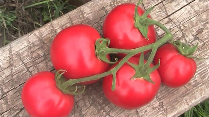 Variétés de variétés et hybrides de tomates et leurs caractéristiques