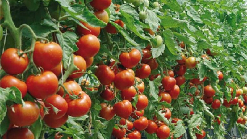 Variétés de variétés et hybrides de tomates et leurs caractéristiques