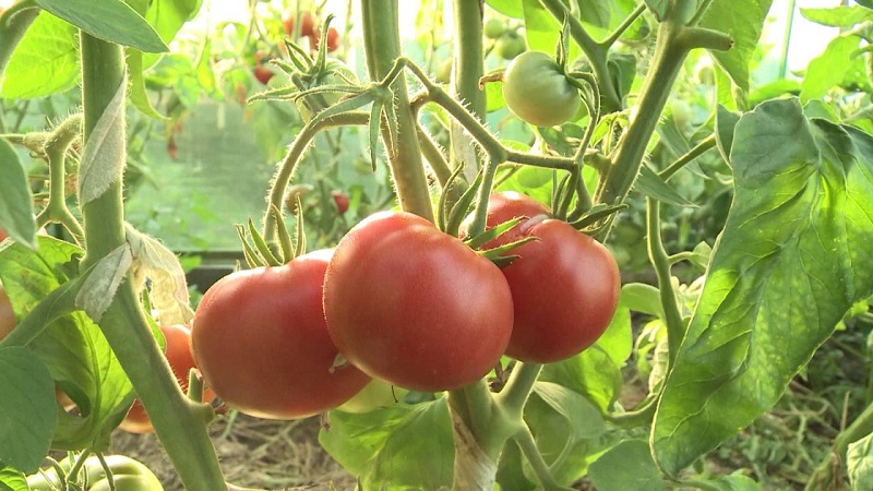 Variétés de variétés et hybrides de tomates et leurs caractéristiques