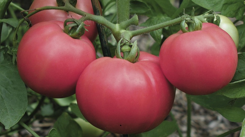 Variétés de variétés et hybrides de tomates et leurs caractéristiques