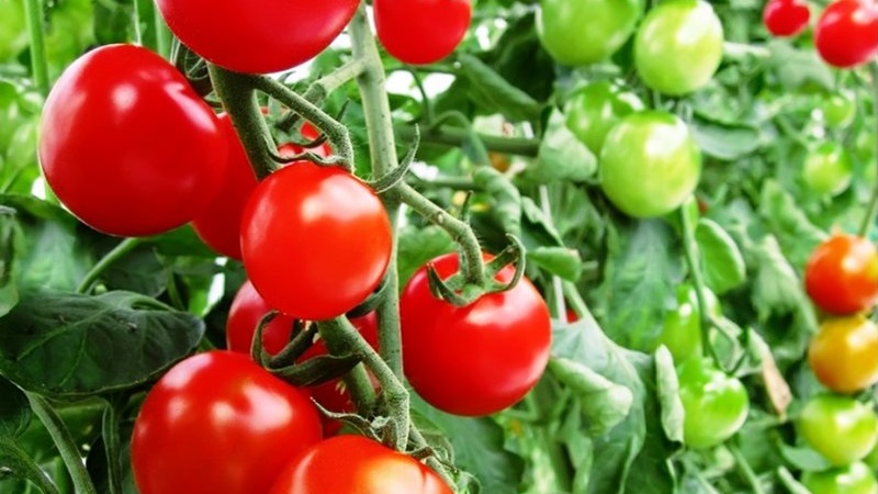 Variétés de variétés et hybrides de tomates et leurs caractéristiques