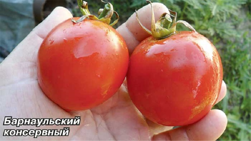 Variétés de variétés et hybrides de tomates et leurs caractéristiques