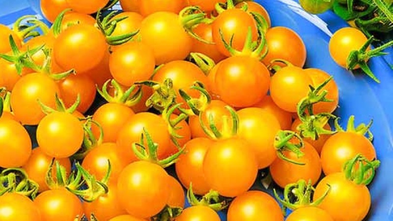 Variétés de variétés et hybrides de tomates et leurs caractéristiques