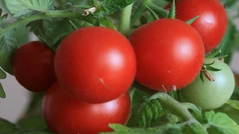 Variétés de variétés et hybrides de tomates et leurs caractéristiques