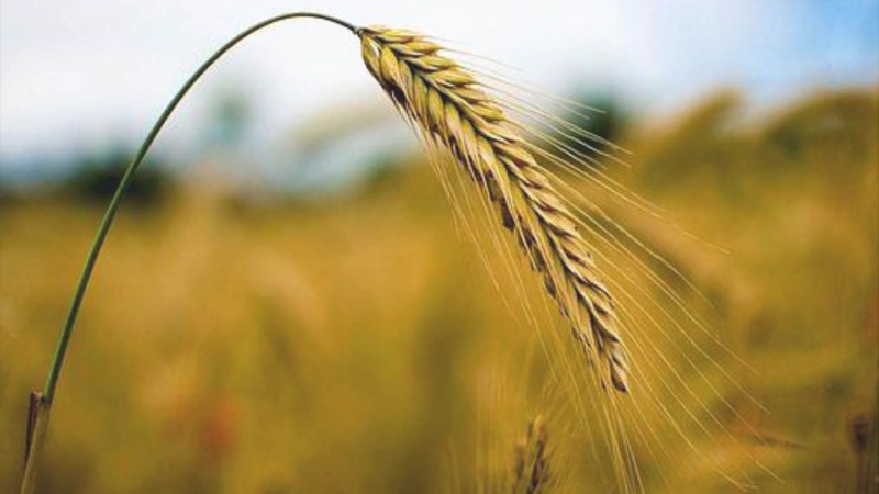 Le seigle en médecine traditionnelle: avantages et inconvénients