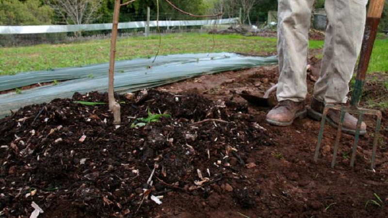 Guide du débutant pour nourrir les poires à l'automne
