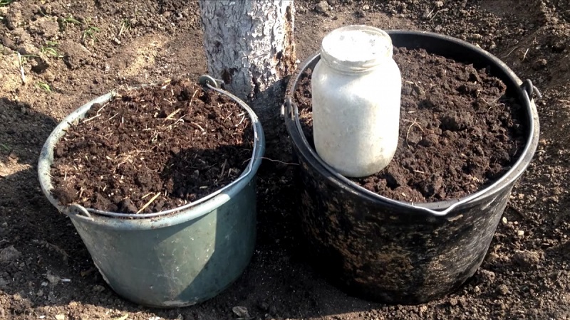 Guide du débutant pour nourrir les poires à l'automne